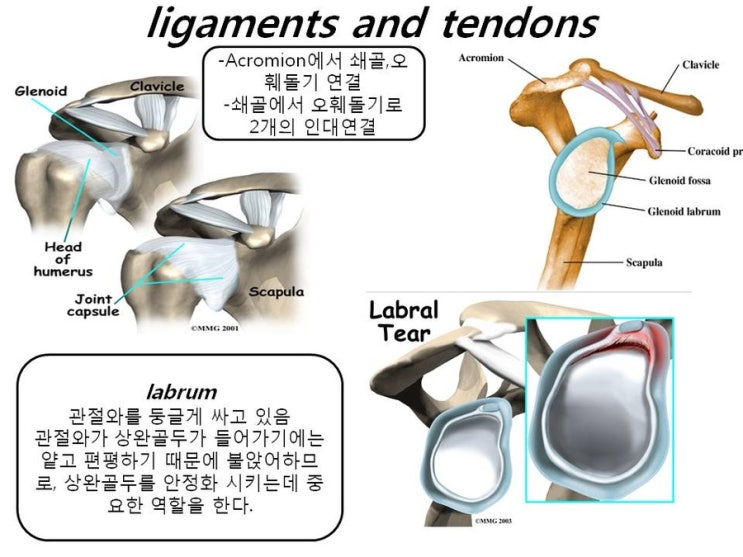 한약재와 우리몸 | 견관절의 해부학적 구성/Shoulder anatomy - Daum 카페