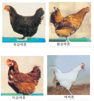 토종닭 이미지