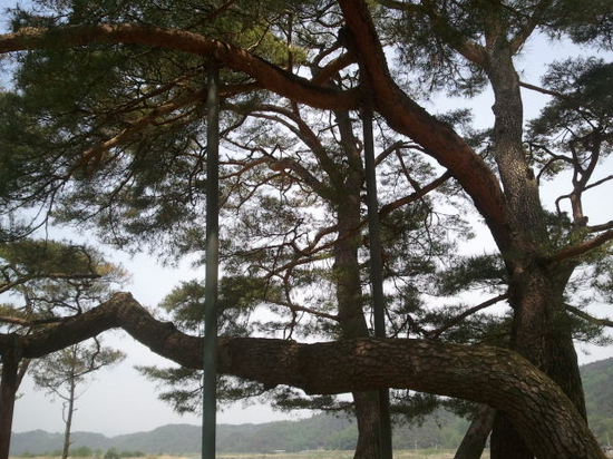 선몽대 이미지