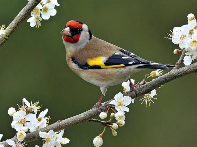 오색방울새 [Goldfinch]|참새목 > 멧새과 : 네이버 블로그