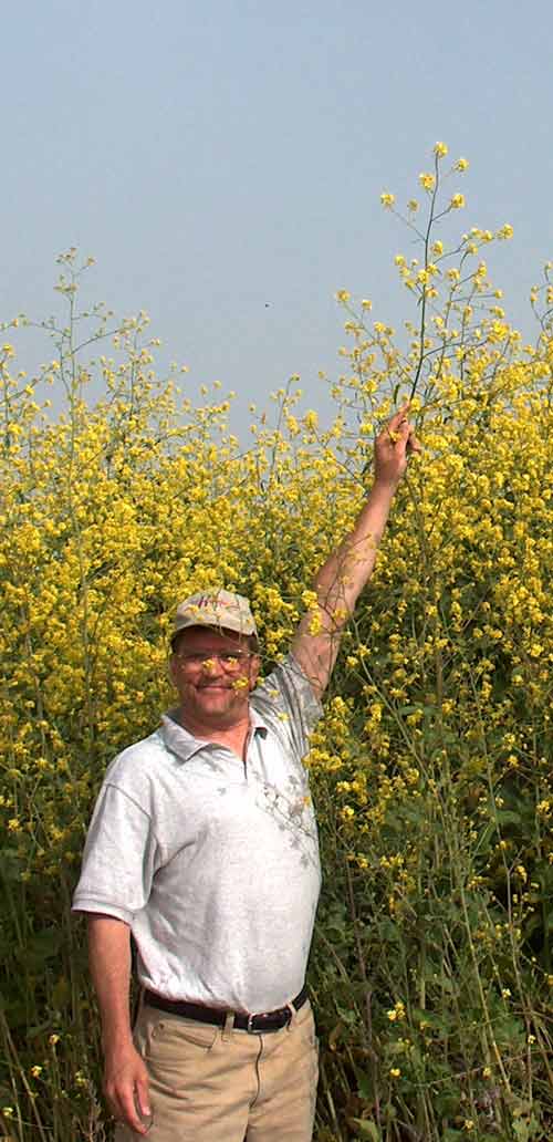 겨자씨, MUSTARD, 겨자나무, 겨자소스, 갓, 유채, 배추 네이버 블로그