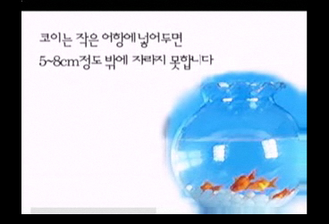 코이 이미지