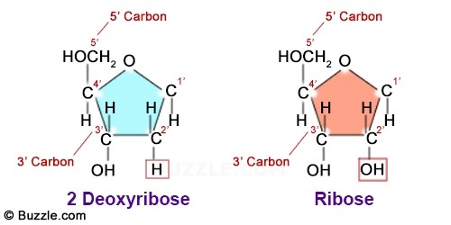 DNA 복제에는 왜 RNA 프라이머가 사용되나요? 네이버 블로그