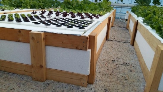 아쿠아 포닉스-태안 서유채님 유기농법 농장방문(당사 탄소발열체설치) : 네이버 블로그
