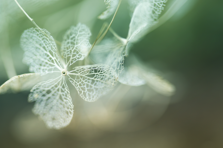 f017_wil_mijer_greenflower_20151222.png?