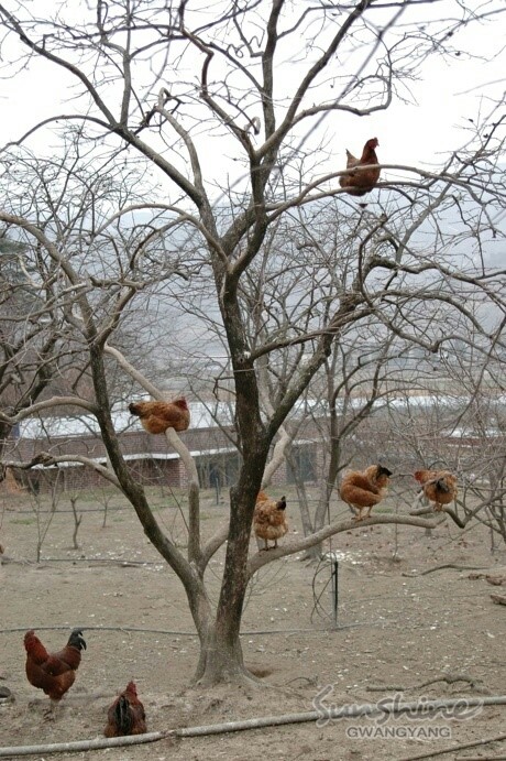 농부네 이미지