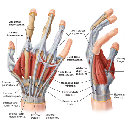 박병호 선수 손등(손목) 힘줄 수술예정..... : 네이버 블로그