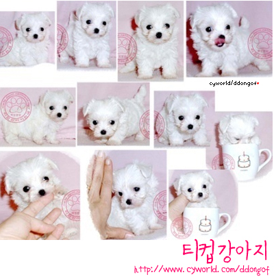 %C6%BC%C4%C5-dl1604.jpg?type=w3