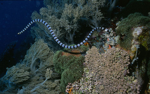 영명 : pelagic sea snake