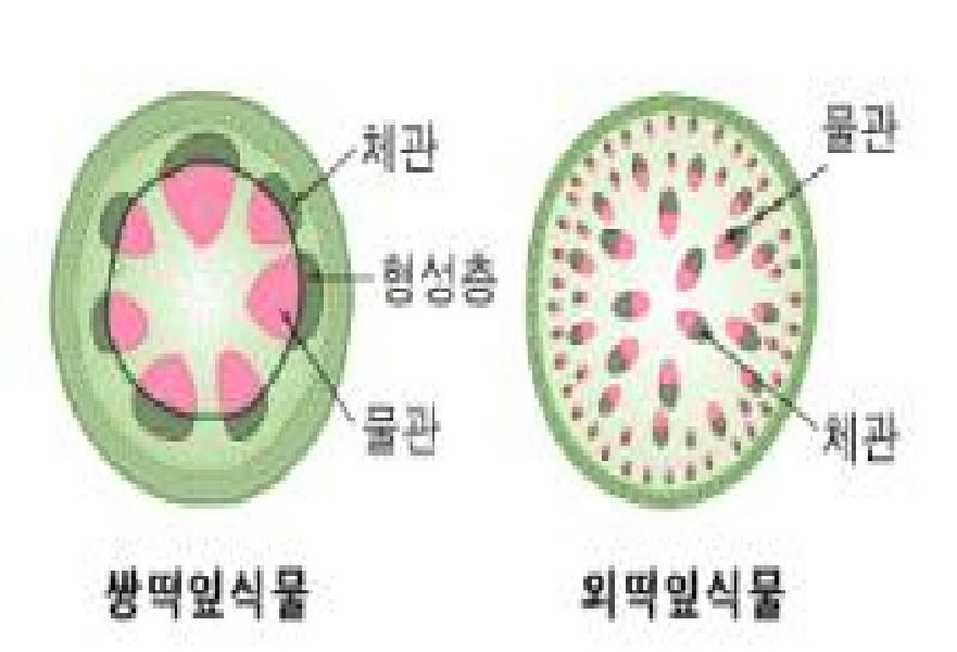 [중 1]줄기 ㅣ 줄기의 구조와 기능, 쌍떡잎 식물과 외떡잎 식물비교 : 네이버 블로그