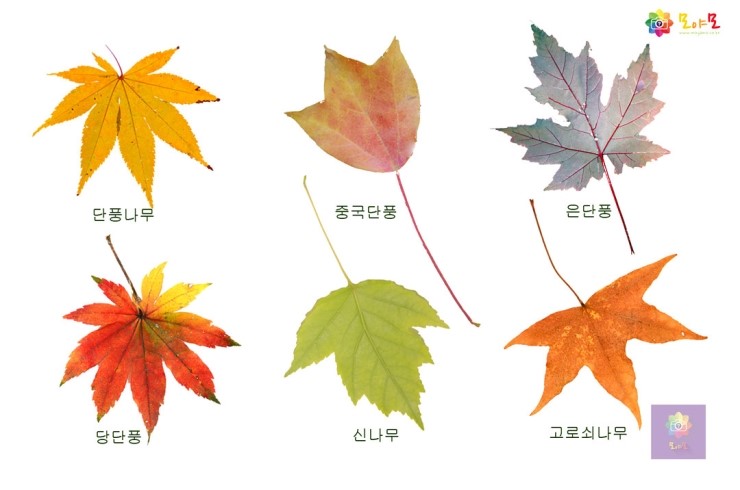 단풍나무 집안들 -단풍나무, 당단풍, 신나무, 중국단풍, 고로쇠나무, 은단풍나무 : 네이버 블로그