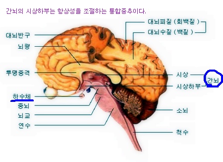 심장박동 조절 중추는 연수, 자율신경 통합중추는 간뇌의 시상하부? : 네이버 블로그