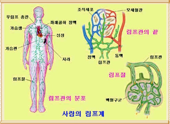 림프와 조직액 - 림프의 순환 : 네이버 블로그